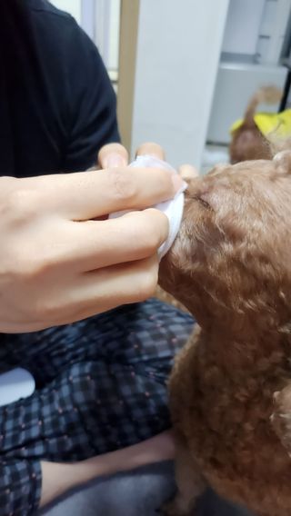 whol 키토클린 200ml - 항균항바이러스 강아지 눈 코 입 귀 세정탈취 고양이 턱드름제거 무향 워터리스 대용량 — 5점을 준 리뷰어가 2023년 2월 올린 사용 사진