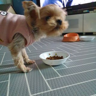 샛별꼬미호두맘님이 올린 리뷰 사진 3