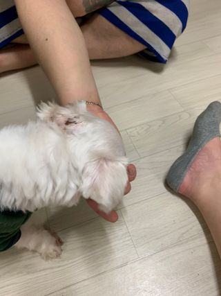 My Pet Care 천연단백질 관절건강에 개좋아 — 5점을 준 리뷰어가 2021년 3월 올린 사용 사진
