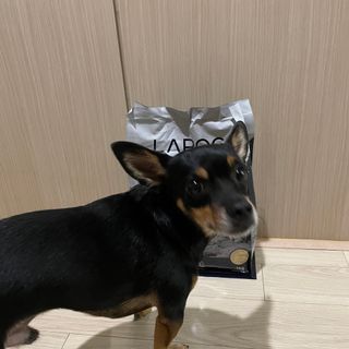 [푸디웜] 라포그 리얼인섹트 소프트키블 스킨 1KG — 4점을 준 리뷰어가 2022년 9월 올린 사용 사진