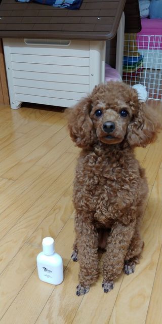 보습 촉촉 린스가 필요 없는 코코몰리 올인원 자연 유래 샴푸 130ml — 5점을 준 리뷰어가 2021년 1월 올린 사용 사진