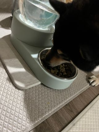 캐닌캐비어 알카라인 홀리스틱 그레이프리 앙뜨레 ALS_4종 오픈스카이, 와일드오션, 프리스피릿, 스페셜니즈 — 5점을 준 리뷰어가 2023년 3월 올린 사용 사진