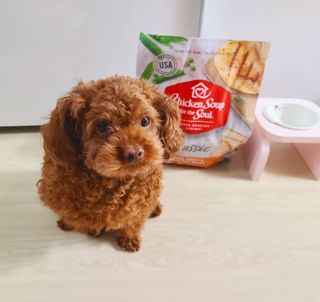 치킨수프 클래식 독 2.04KG — 5점을 준 리뷰어가 2021년 6월 올린 사용 사진
