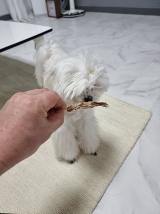 [보헤리] 국내산 강아지 육포간식 바삭 64 2종 — 5점을 준 리뷰어가 2022년 4월 올린 사용 사진