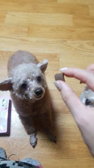 My Pet Care 천연단백질 관절건강에 개좋아 — 5점을 준 리뷰어가 2021년 1월 올린 사용 사진