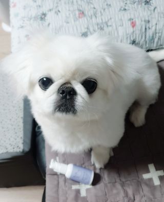 페키아름님이 올린 리뷰 사진 1