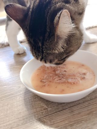 비타크래프트 고양이 수프 50g 3가지맛 x4팩씩 총 12팩 — 5점을 준 리뷰어가 2021년 8월 올린 사용 사진