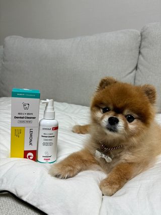 프리[경남제약 레모나x댕모어]  강아지 고양이 구취제거 충치 예방 덴탈클리너 120ml — 5점을 준 리뷰어가 2024년 7월 올린 사용 사진