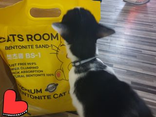 겟플렉스 켓플렉스 캣츠룸BS-1 고양이모래 4kg — 5점을 준 리뷰어가 2020년 12월 올린 사용 사진