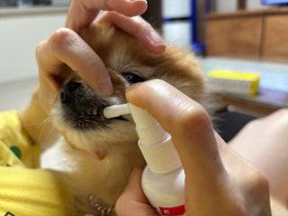 프리[경남제약 레모나x댕모어]  강아지 고양이 구취제거 충치 예방 덴탈클리너 120ml — 5점을 준 리뷰어가 2024년 7월 올린 사용 사진