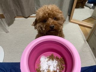 My Pet Care 모발과 모질 피부건강에 개좋아 — 5점을 준 리뷰어가 2021년 3월 올린 사용 사진