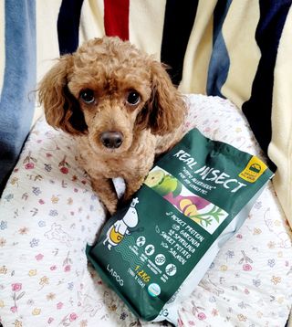 [푸디웜] 라포그  리얼인섹트 웨이트밸런스 저알러지 강아지 사료  1.2KG — 5점을 준 리뷰어가 2021년 7월 올린 사용 사진