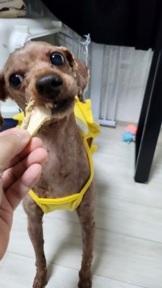 [펫시밀] 원물그대로 강원도 인제군 용대리 무염황태채 60g 강아지 고양이 프리미엄 수제간식 — 5점을 준 리뷰어가 2023년 11월 올린 사용 사진