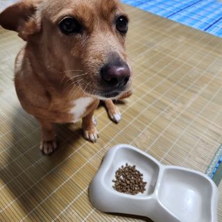 [푸디웜] 라포그 리얼인섹트 소프트키블 스킨 1KG — 5점을 준 리뷰어가 2022년 9월 올린 사용 사진