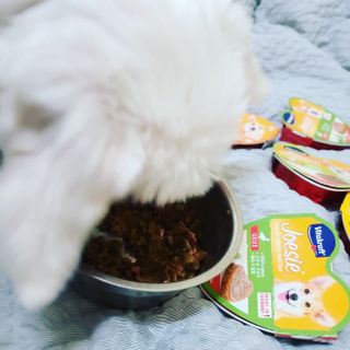 비타크래프트 조에시 하트캔 85g 강아지 습식캔 10캔 — 5점을 준 리뷰어가 2021년 10월 올린 사용 사진