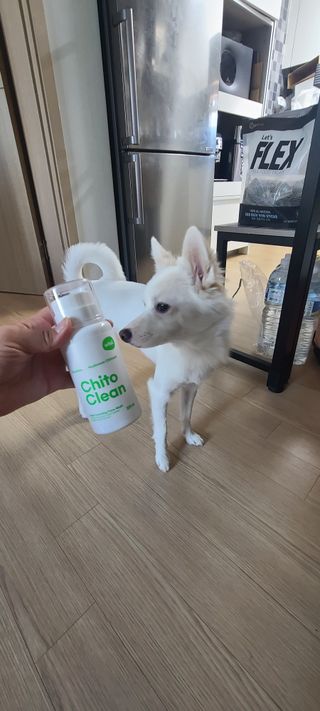 whol 키토클린 200ml - 항균항바이러스 강아지 눈 코 입 귀 세정탈취 고양이 턱드름제거 무향 워터리스 대용량 — 5점을 준 리뷰어가 2022년 10월 올린 사용 사진