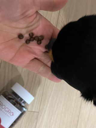 펫21 그로그로 5종 강아지 고양이 반려동물 한방 영양제 — 5점을 준 리뷰어가 2021년 12월 올린 사용 사진
