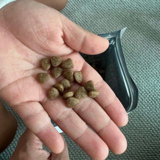 [푸디웜] 라포그 리얼인섹트 소프트키블 스킨 1KG — 5점을 준 리뷰어가 2022년 9월 올린 사용 사진