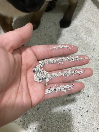 겟플렉스 켓플렉스 캣츠룸BS-1 고양이모래 4kg — 5점을 준 리뷰어가 2021년 1월 올린 사용 사진