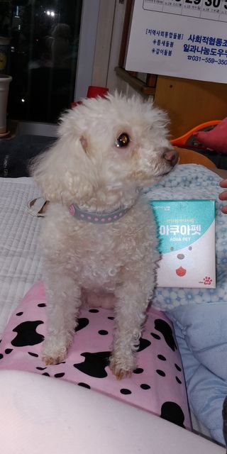 펫시랩 반려견용 액상 프리바이오틱스 아쿠아펫 — 5점을 준 리뷰어가 2020년 12월 올린 사용 사진