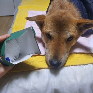 코보콩 에어슈즈 강아지 일회용 신발 소용량 패키지 20매 초경량  미끄럼방지 실내외 겸용 — 5점을 준 리뷰어가 2022년 2월 올린 사용 사진