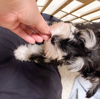 My Pet Care 천연단백질 관절건강에 개좋아 — 3.5점을 준 리뷰어가 2021년 3월 올린 사용 사진