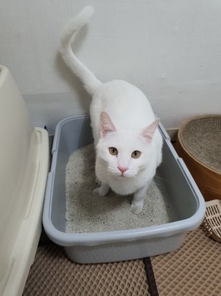 겟플렉스 켓플렉스 캣츠룸BS-1 고양이모래 4kg — 4.5점을 준 리뷰어가 2021년 3월 올린 사용 사진