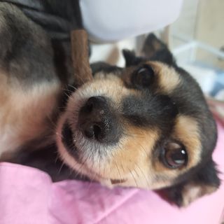 My Pet Care 천연단백질 치아건강에 개좋아 — 5점을 준 리뷰어가 2021년 1월 올린 사용 사진