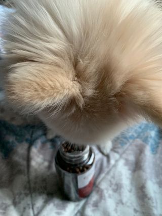펫21 그로그로 에너지 강아지 고양이 반려동물 한방 영양제 비타민 종합 영양제 — 5점을 준 리뷰어가 2022년 1월 올린 사용 사진