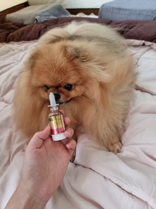 무지조타 반려동물용 꽃으로만든영양제 헬리코디펜스 15ml — 5점을 준 리뷰어가 2021년 8월 올린 사용 사진