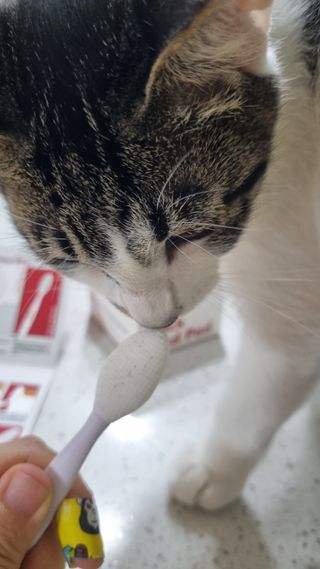 [자유펫] 고양이 턱드름 여드름 예방 및 제거 세트, 블랙씨드케어박스 — 5점을 준 리뷰어가 2021년 10월 올린 사용 사진