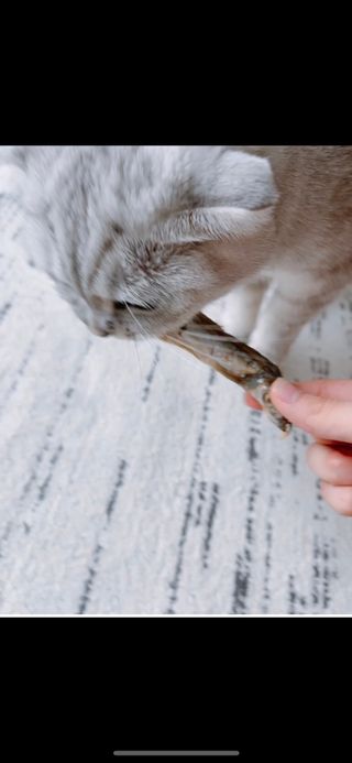 [펫시밀] 원물그대로 영양듬뿍 진공동결건조 치킨텐더100g, 열빙어트릿100g 강아지 고양이 간식 — 5점을 준 리뷰어가 2023년 5월 올린 사용 사진