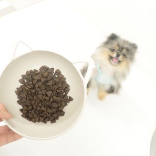 [푸디웜] 라포그  리얼인섹트 웨이트밸런스 저알러지 강아지 사료  1.2KG — 5점을 준 리뷰어가 2022년 7월 올린 사용 사진