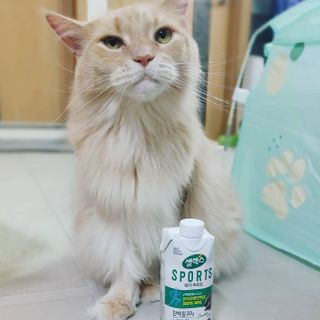 셀렉스스포츠 셀렉스 스포츠 웨이 프로틴 초콜릿 _ 330ml x 12팩 — 4.5점을 준 리뷰어가 2021년 5월 올린 사용 사진