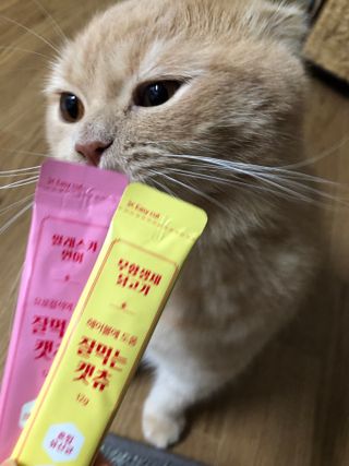 페페로니 잘 먹는 캣츄 - 무항생제 닭고기 12개 + 알래스카 연어 12개 — 5점을 준 리뷰어가 2021년 7월 올린 사용 사진
