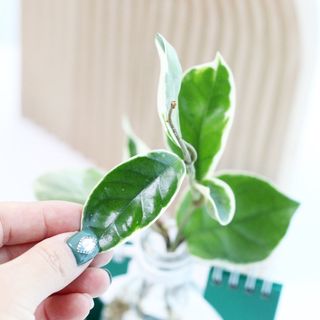 엄지콩님이 올린 리뷰 사진 3
