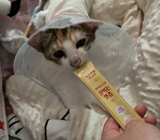 키메진님이 올린 리뷰 사진 2