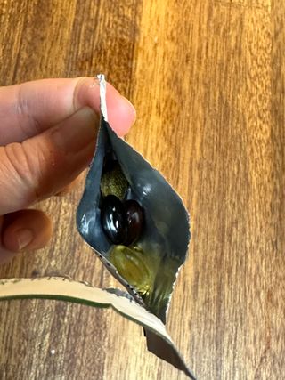 뉴트리미 에센셜팩 1개월분, 30포 — 5점을 준 리뷰어가 2023년 4월 올린 사용 사진