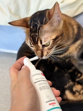 프리[경남제약 레모나x댕모어]  강아지 고양이 구취제거 충치 예방 덴탈클리너 120ml — 4점을 준 리뷰어가 2024년 7월 올린 사용 사진