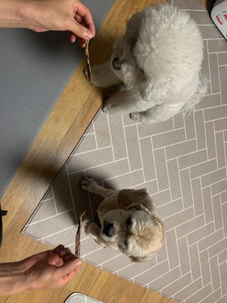 [보헤리] 국내산 강아지 육포간식 바삭 64 2종 — 4.5점을 준 리뷰어가 2022년 3월 올린 사용 사진