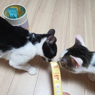 페페로니 잘 먹는 캣츄 - 무항생제 닭고기 12개 + 원양선 참치 12개 — 5점을 준 리뷰어가 2021년 8월 올린 사용 사진