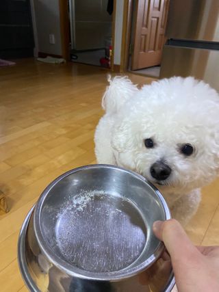 My Pet Care 모발과 모질 피부건강에 개좋아 — 5점을 준 리뷰어가 2020년 12월 올린 사용 사진