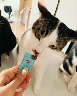 페페로니 잘 먹는 캣츄 - 무항생제 닭고기 12개 + 원양선 참치 12개 — 5점을 준 리뷰어가 2021년 8월 올린 사용 사진