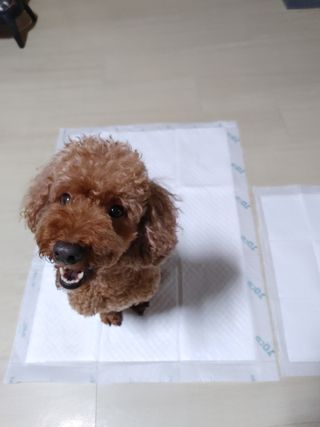 아베크 펫 와이드 프리미엄 대형 애견 강아지 배변 패드 30매 1팩 80g — 5점을 준 리뷰어가 2021년 7월 올린 사용 사진