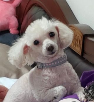My Pet Care 천연단백질 치아건강에 개좋아 — 5점을 준 리뷰어가 2021년 1월 올린 사용 사진