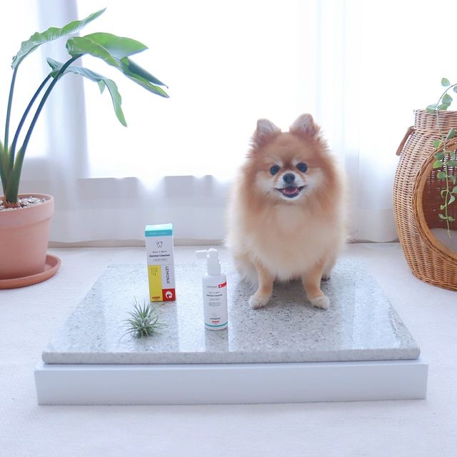 프리[경남제약 레모나x댕모어]  강아지 고양이 구취제거 충치 예방 덴탈클리너 120ml 리뷰 사진