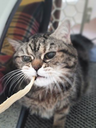 [펫시밀] 원물그대로 강원도 인제군 용대리 무염황태채 60g 강아지 고양이 프리미엄 수제간식 — 5점을 준 리뷰어가 2023년 11월 올린 사용 사진