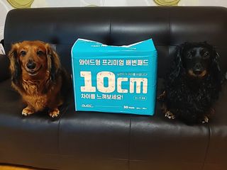 아베크 펫 와이드 프리미엄 대형 애견 강아지 배변 패드 30매 1팩 80g — 5점을 준 리뷰어가 2021년 7월 올린 사용 사진