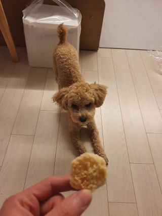 미즈꼬레아 치즈맛 누룽지크리스피 — 5점을 준 리뷰어가 2022년 3월 올린 사용 사진