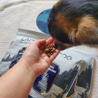 [푸디웜] 라포그 리얼인섹트 소프트키블 스킨 1KG — 5점을 준 리뷰어가 2022년 9월 올린 사용 사진